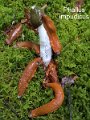 Phallus impudicus-amf1760-2
